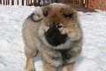 djago_w (42)